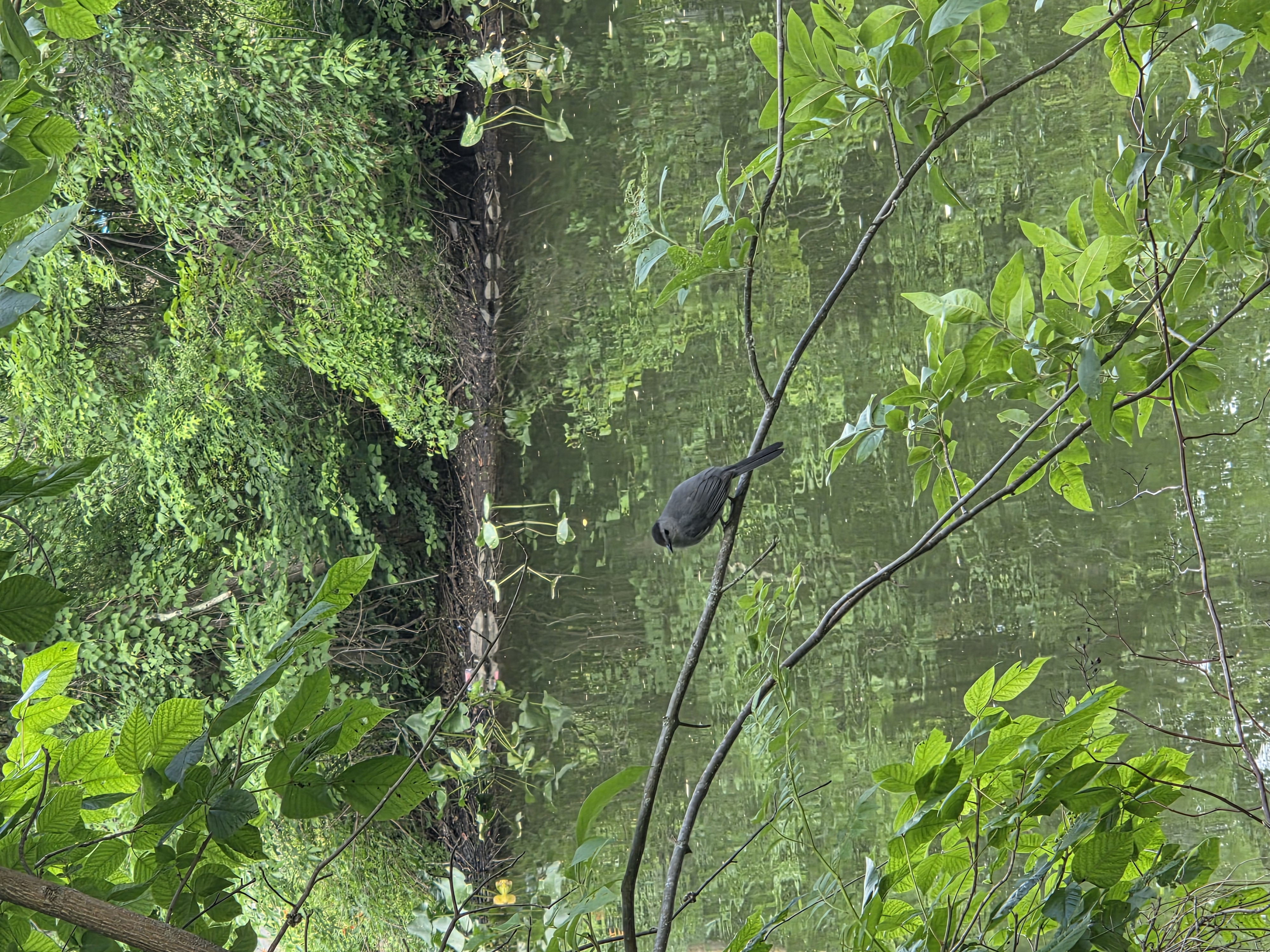 catbird