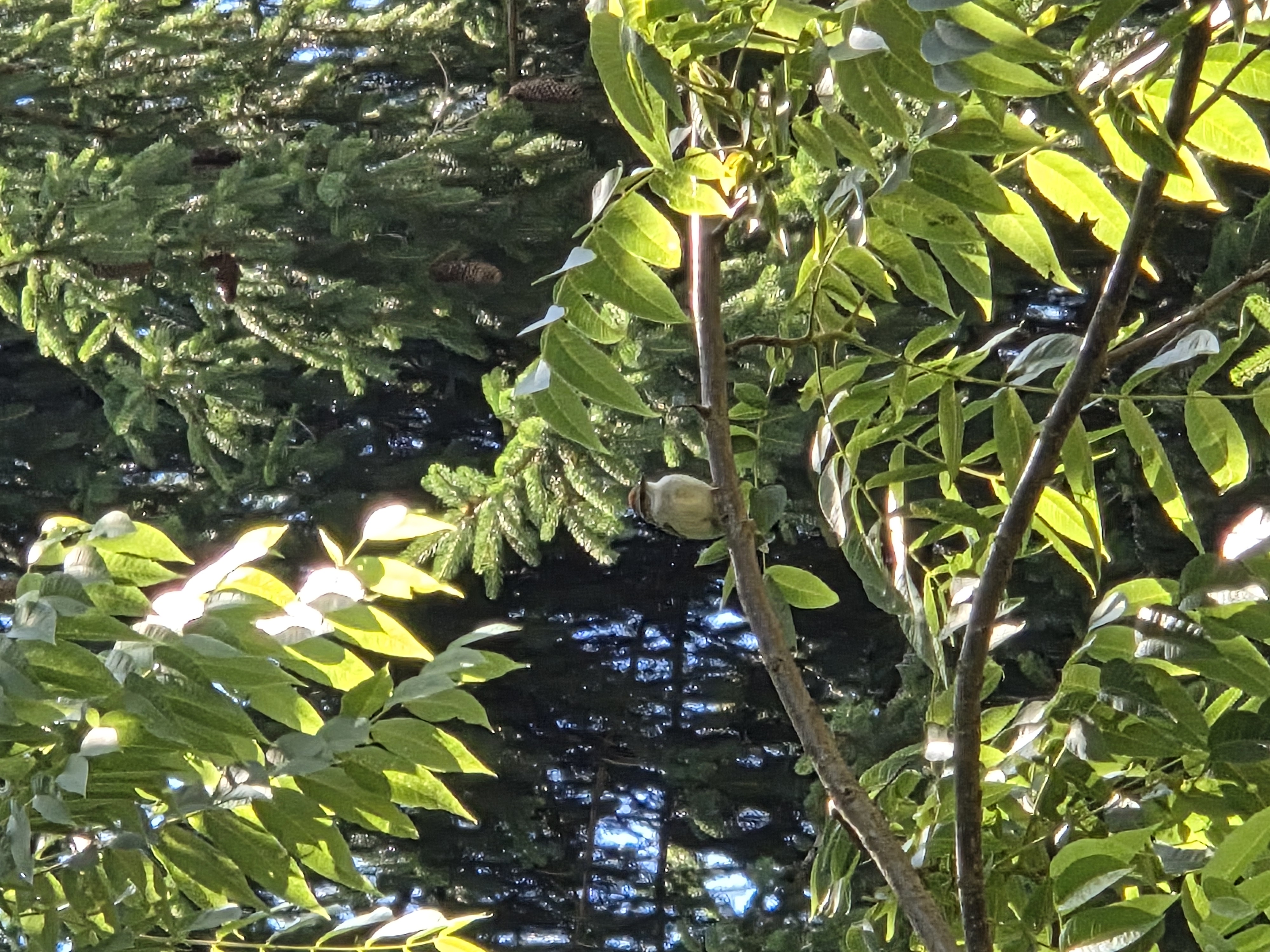 chipping sparrow