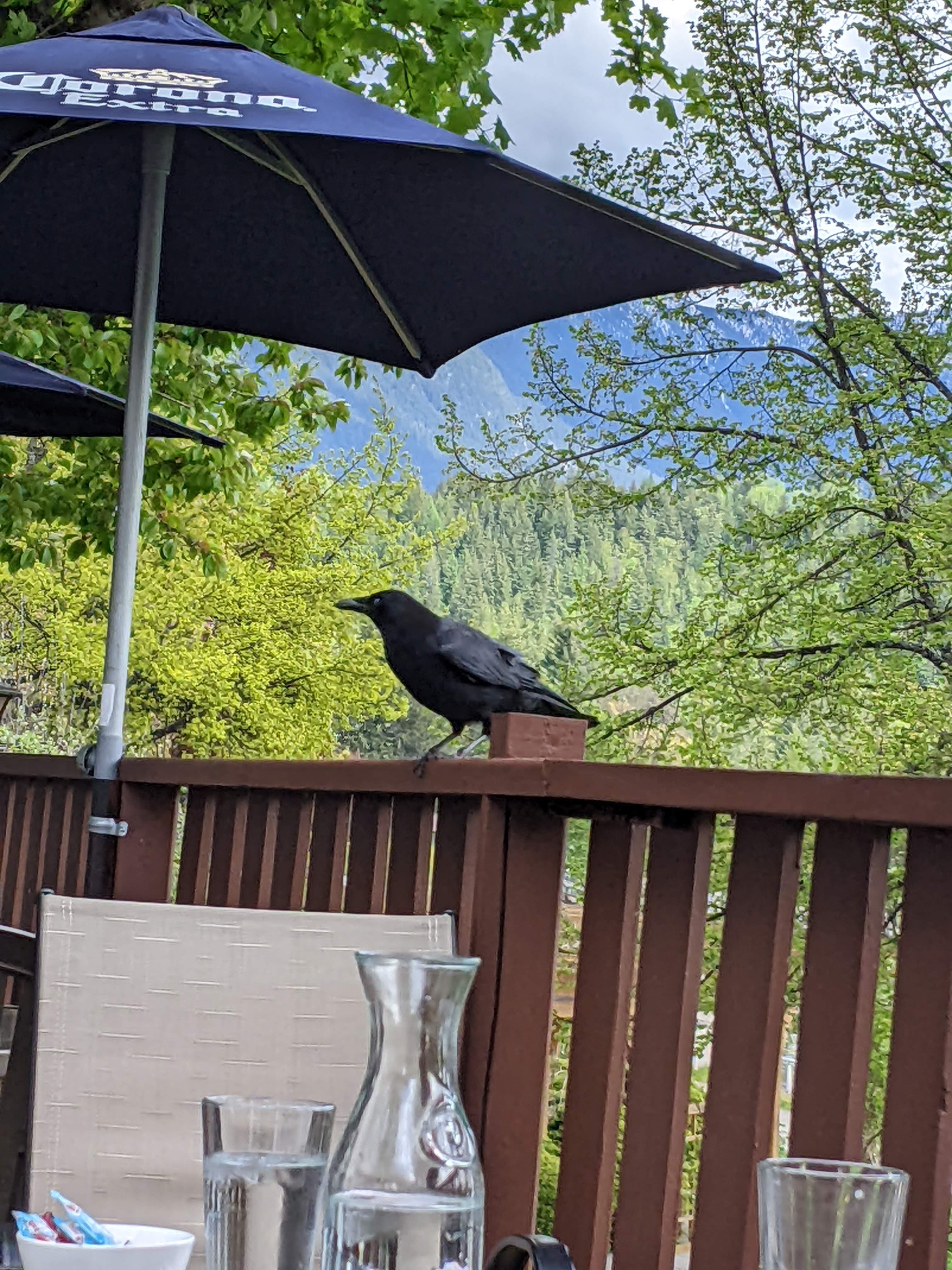 crow