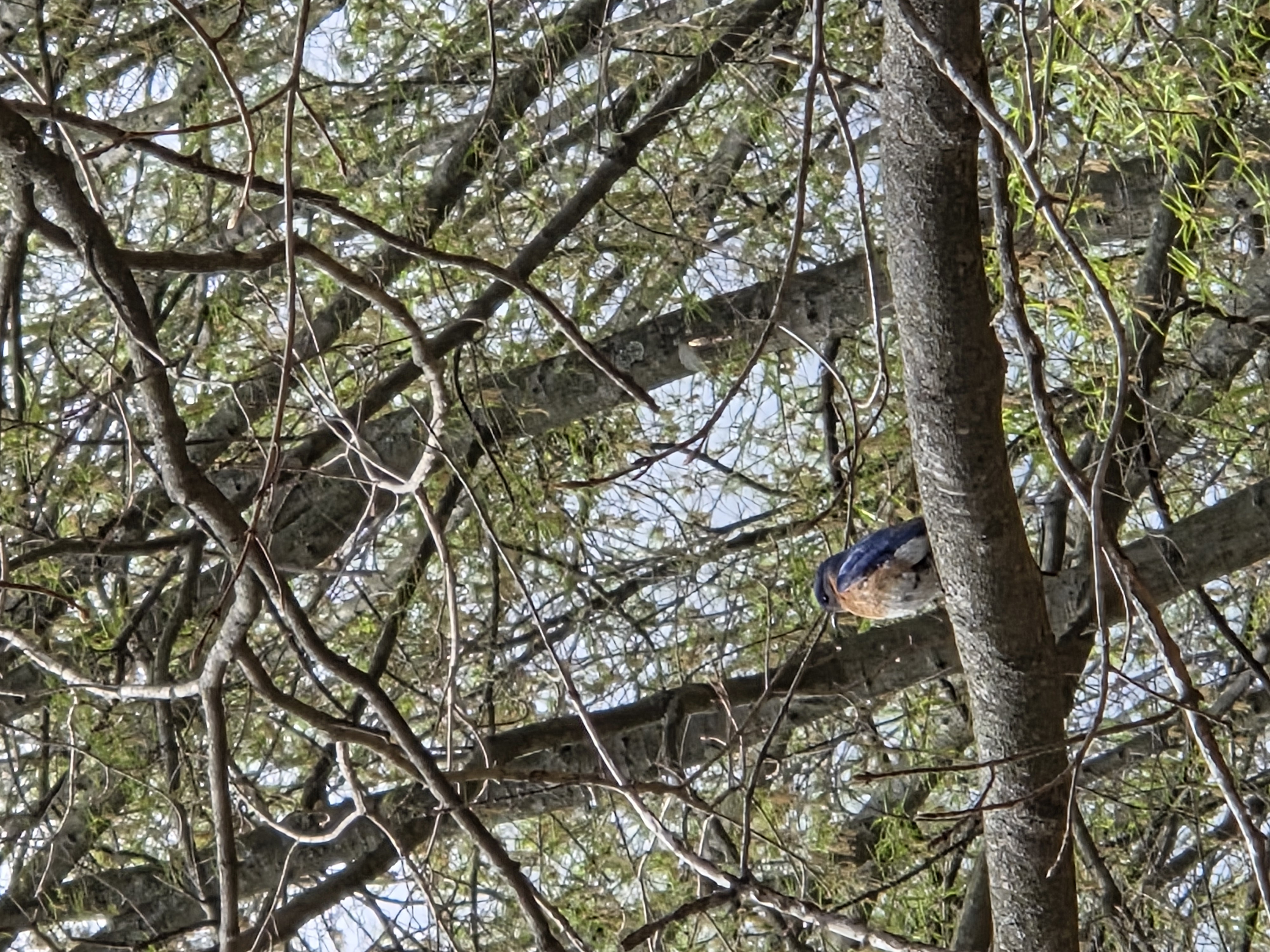 eastern bluebird