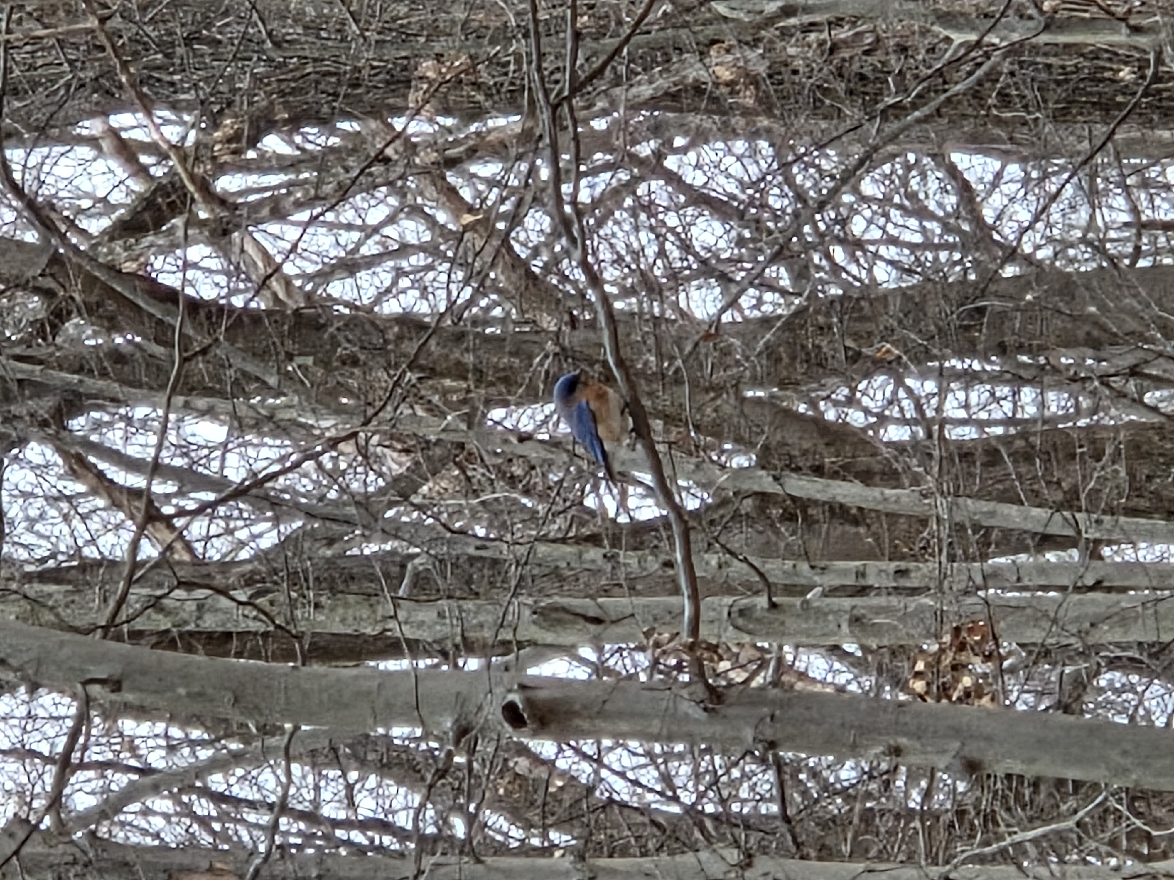eastern bluebird
