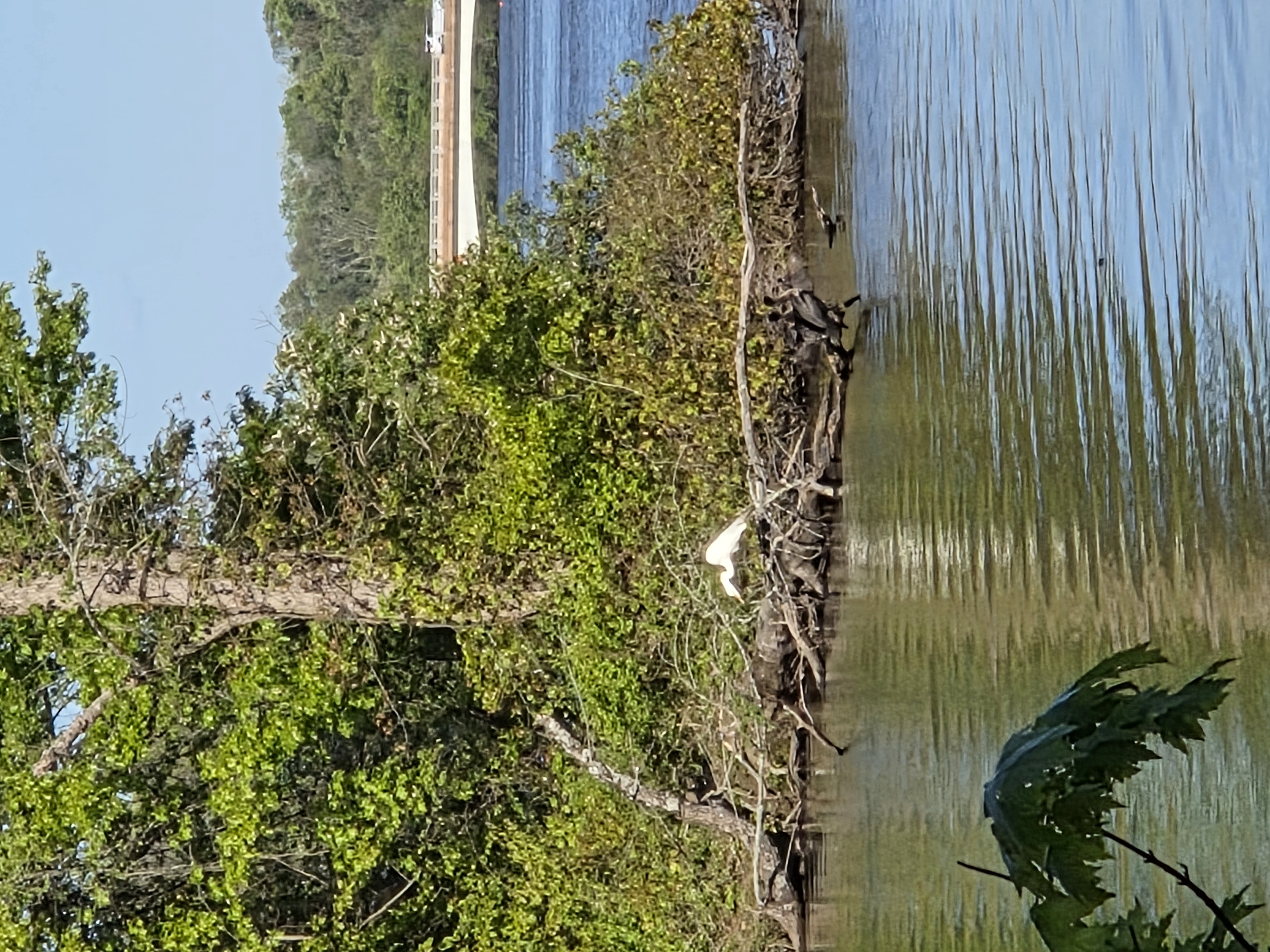 egret