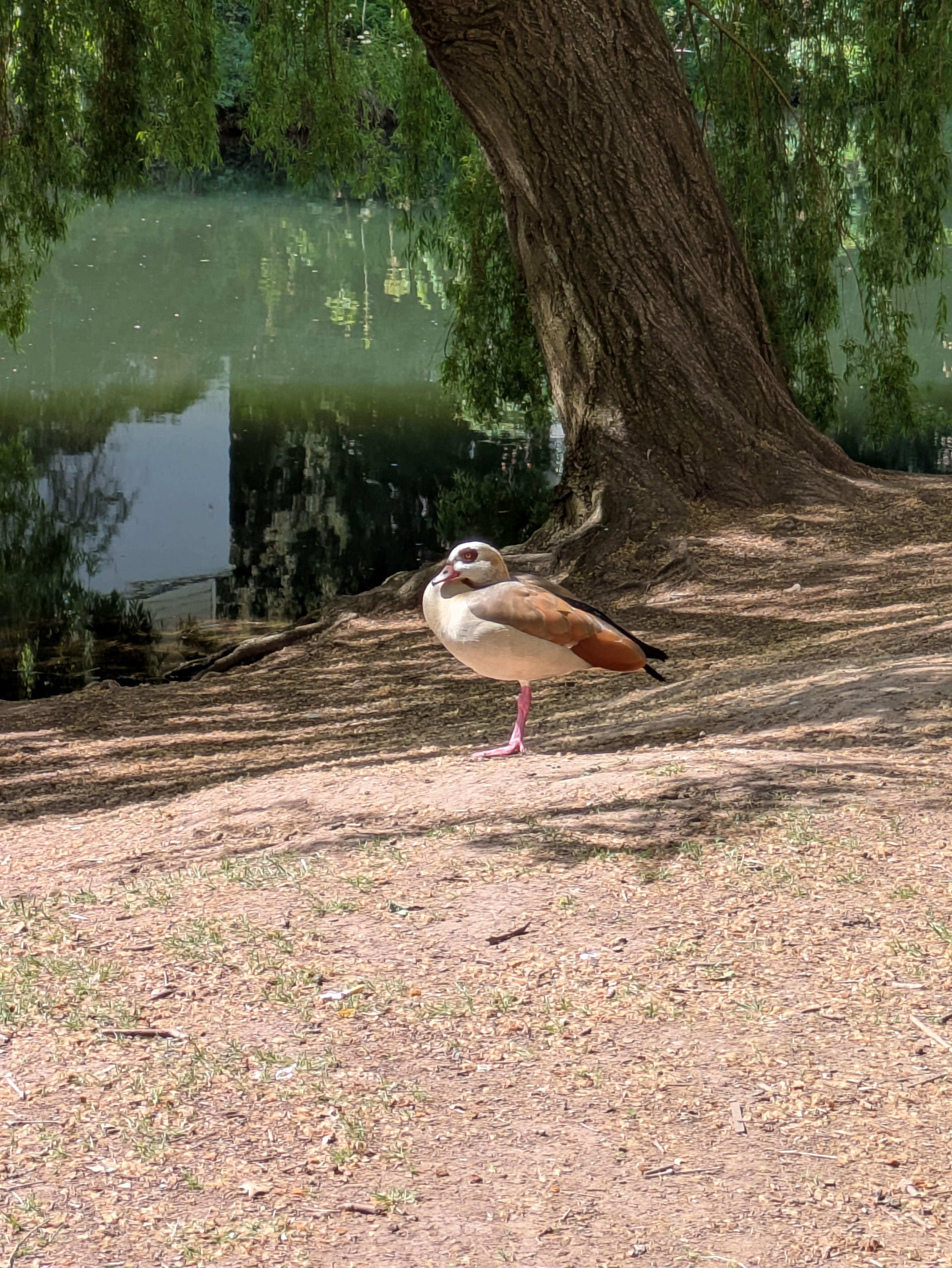 egyptian goose