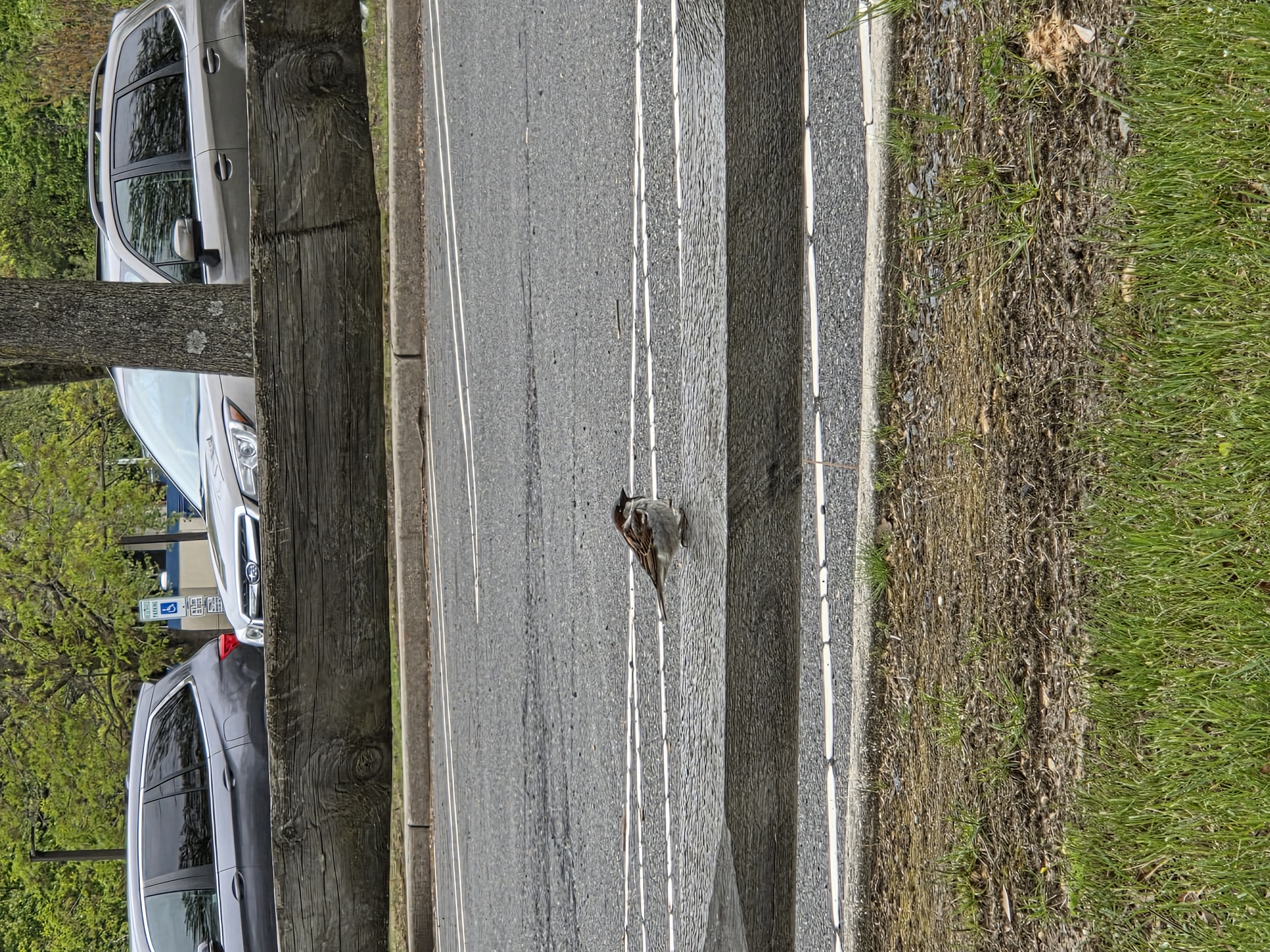 house sparrow