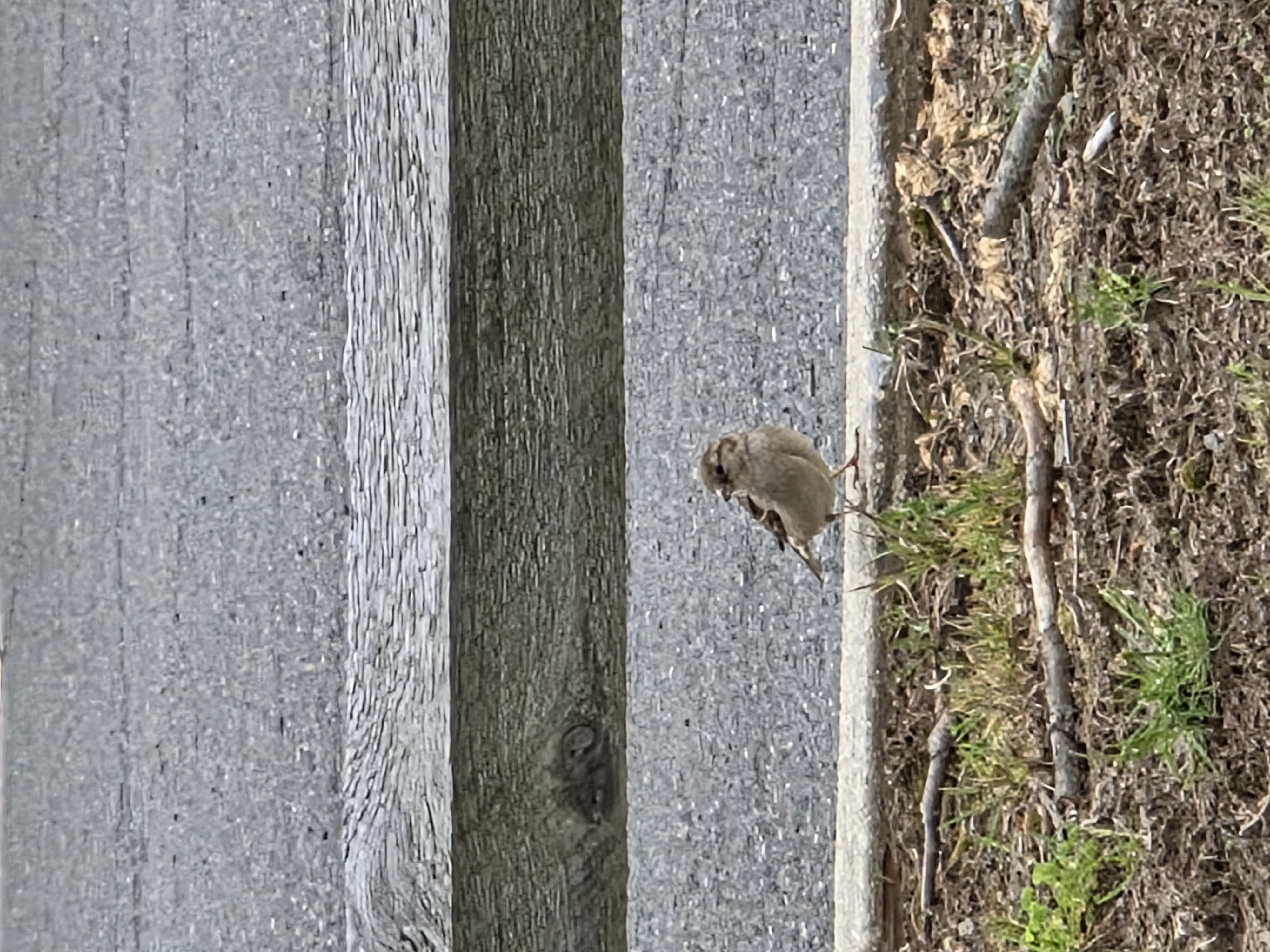house sparrow