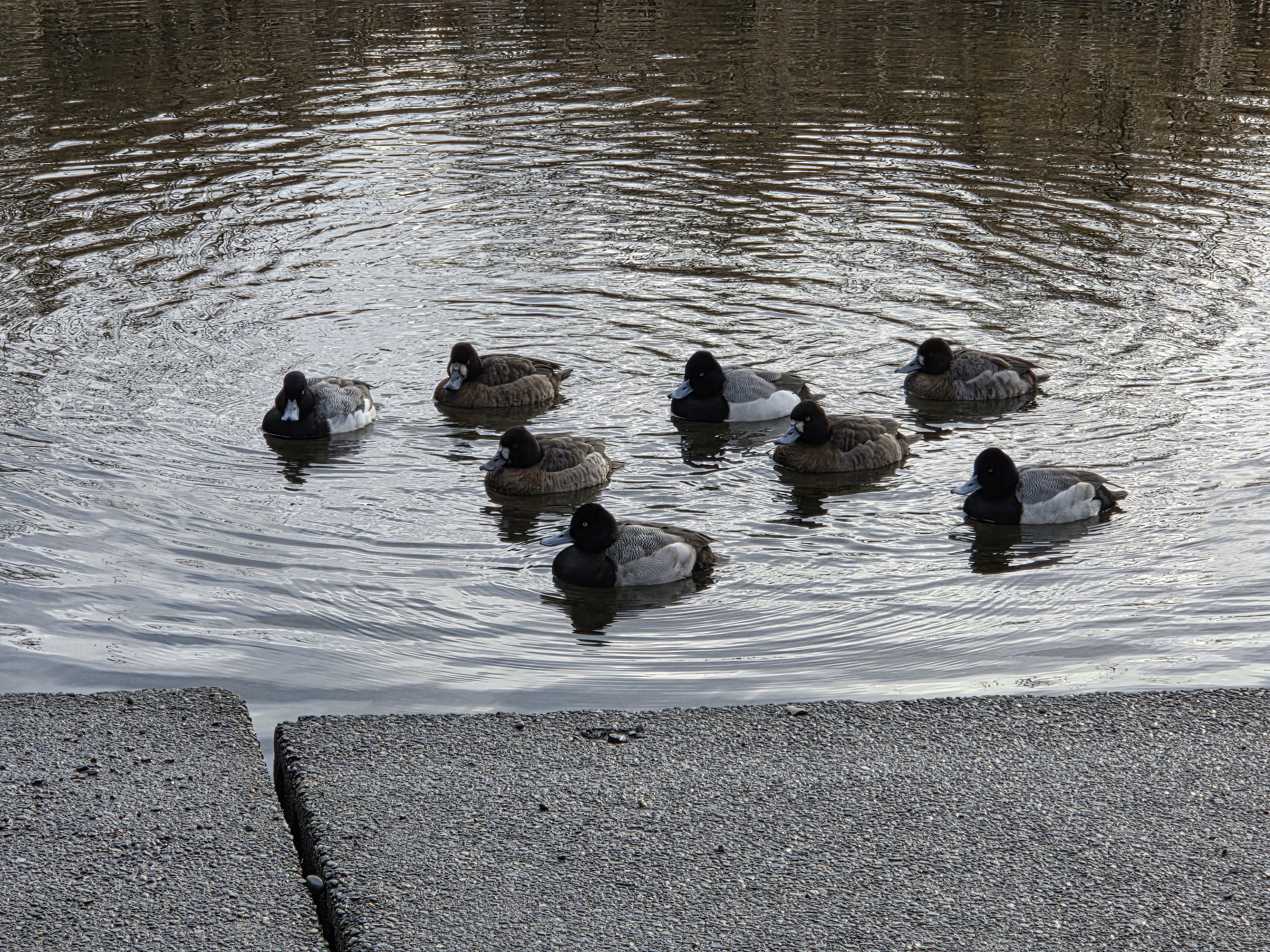 lesser scaup