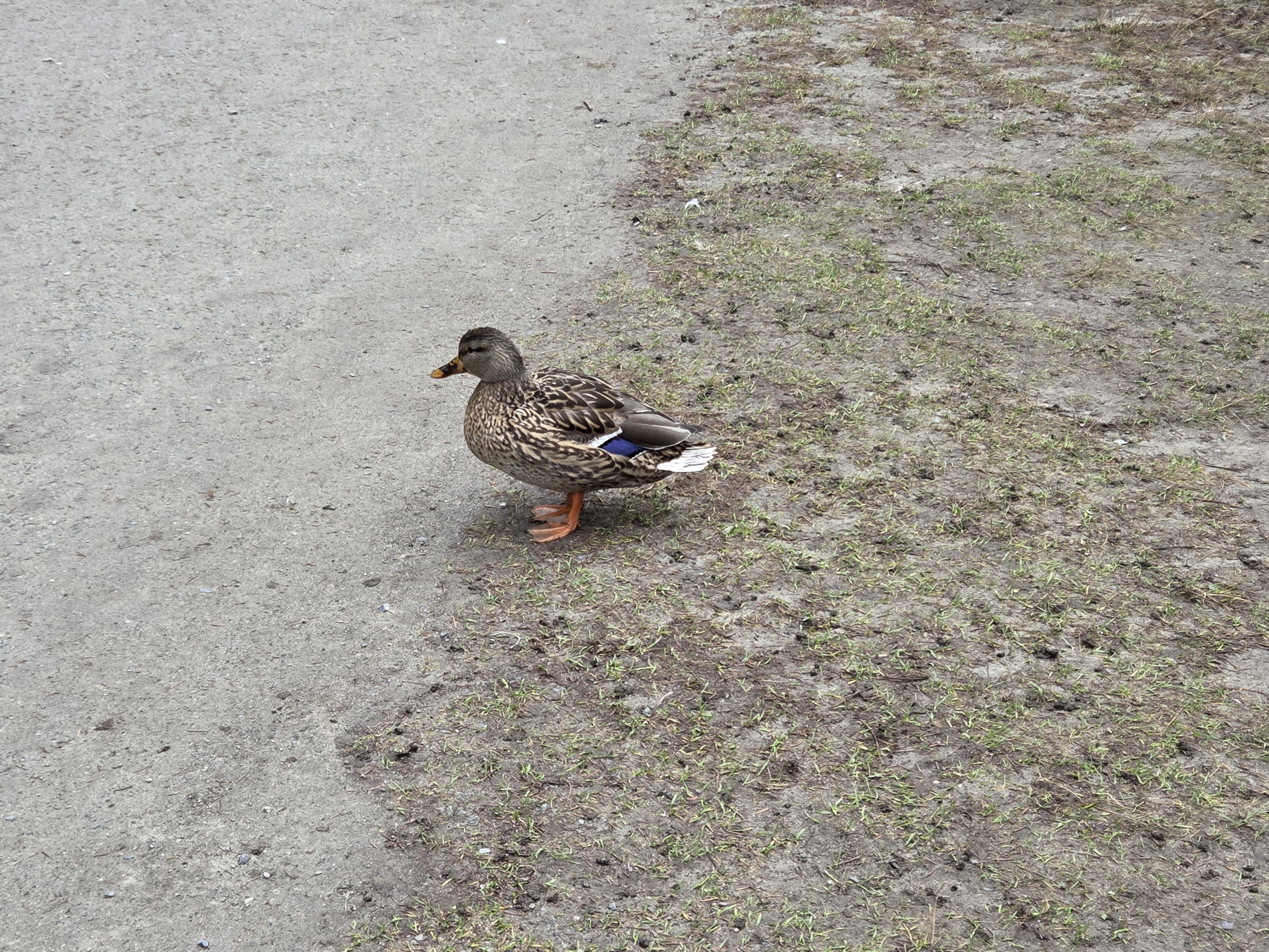 mallard