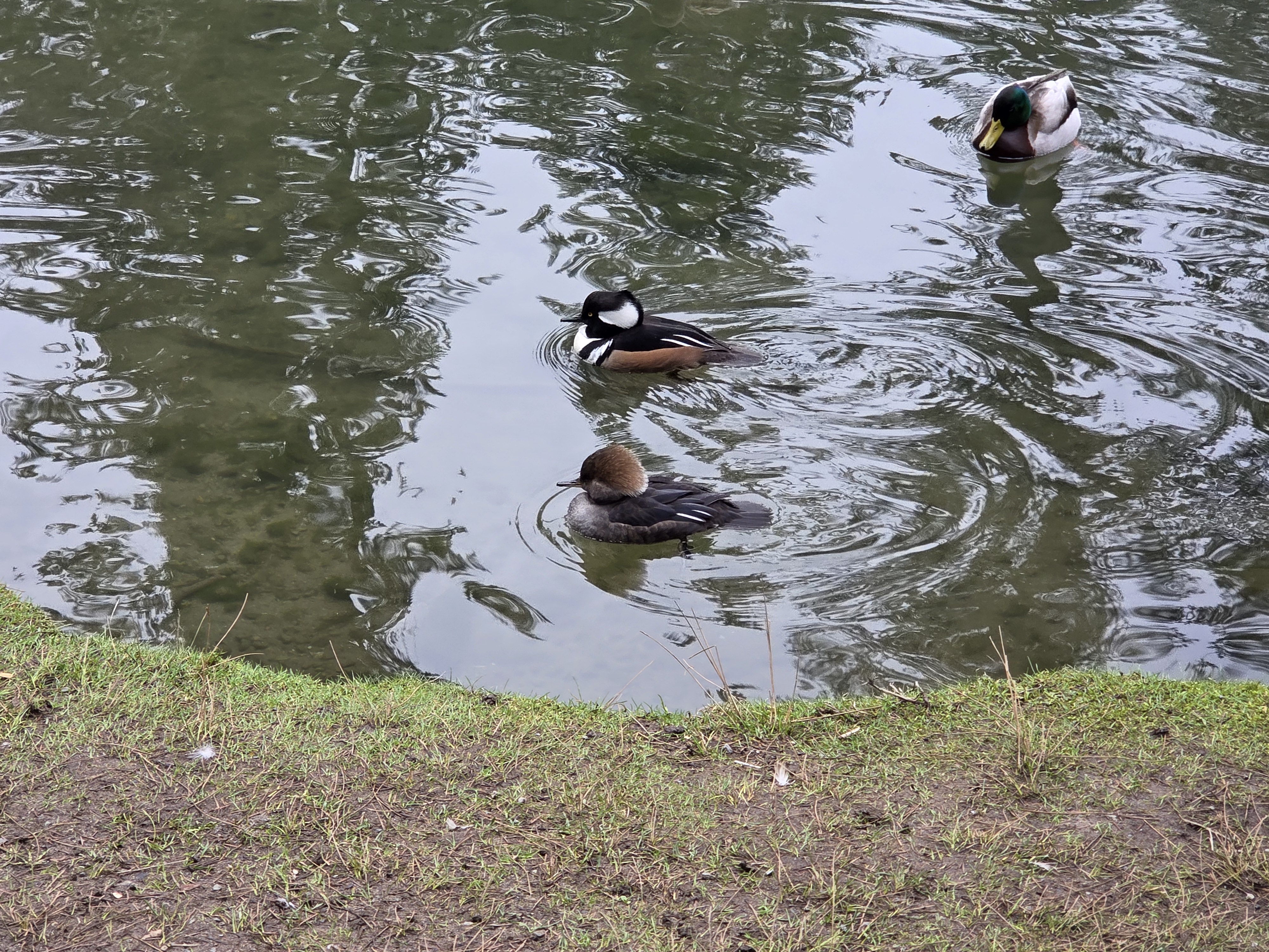 hooded merganser