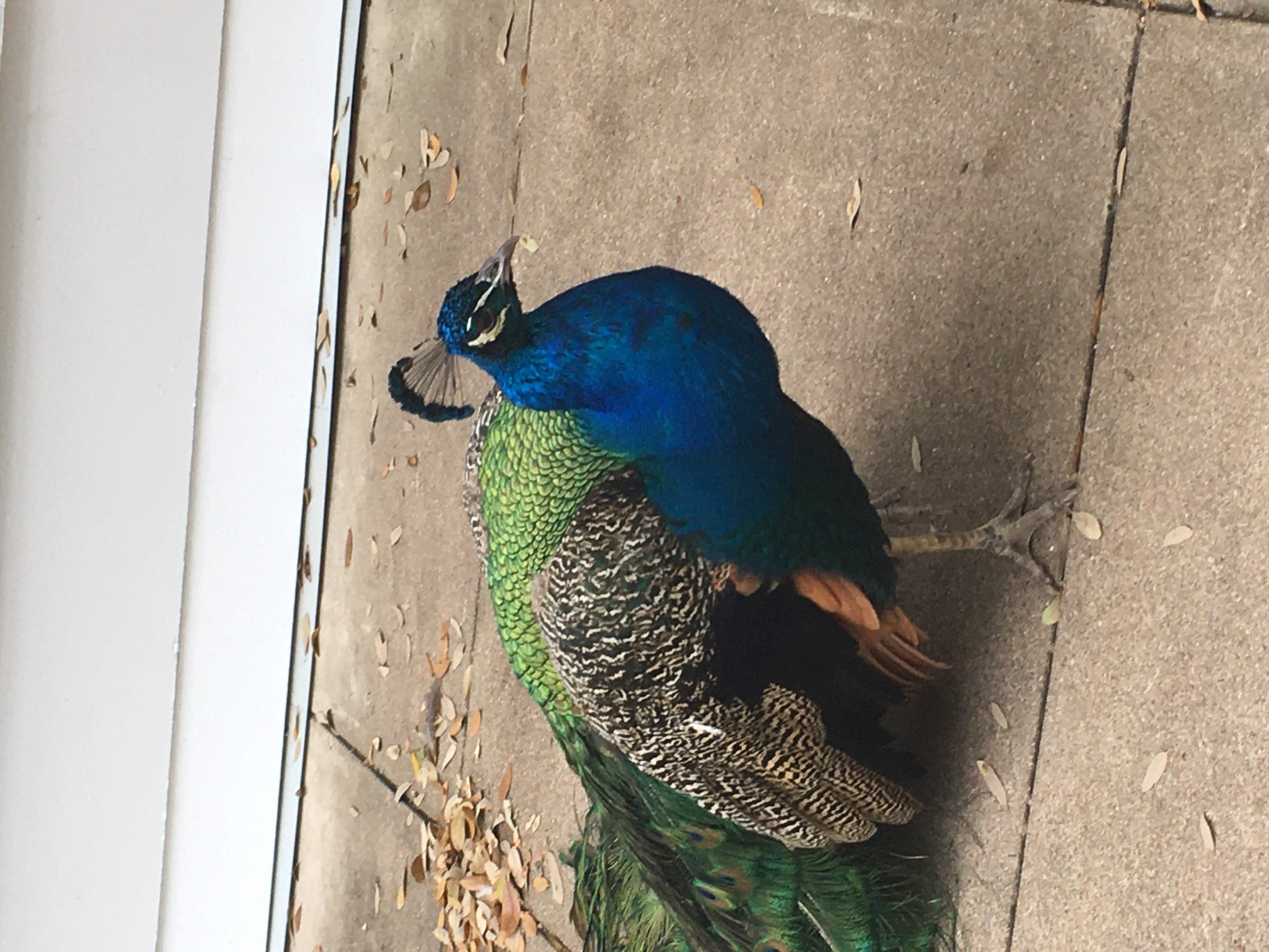 peacock