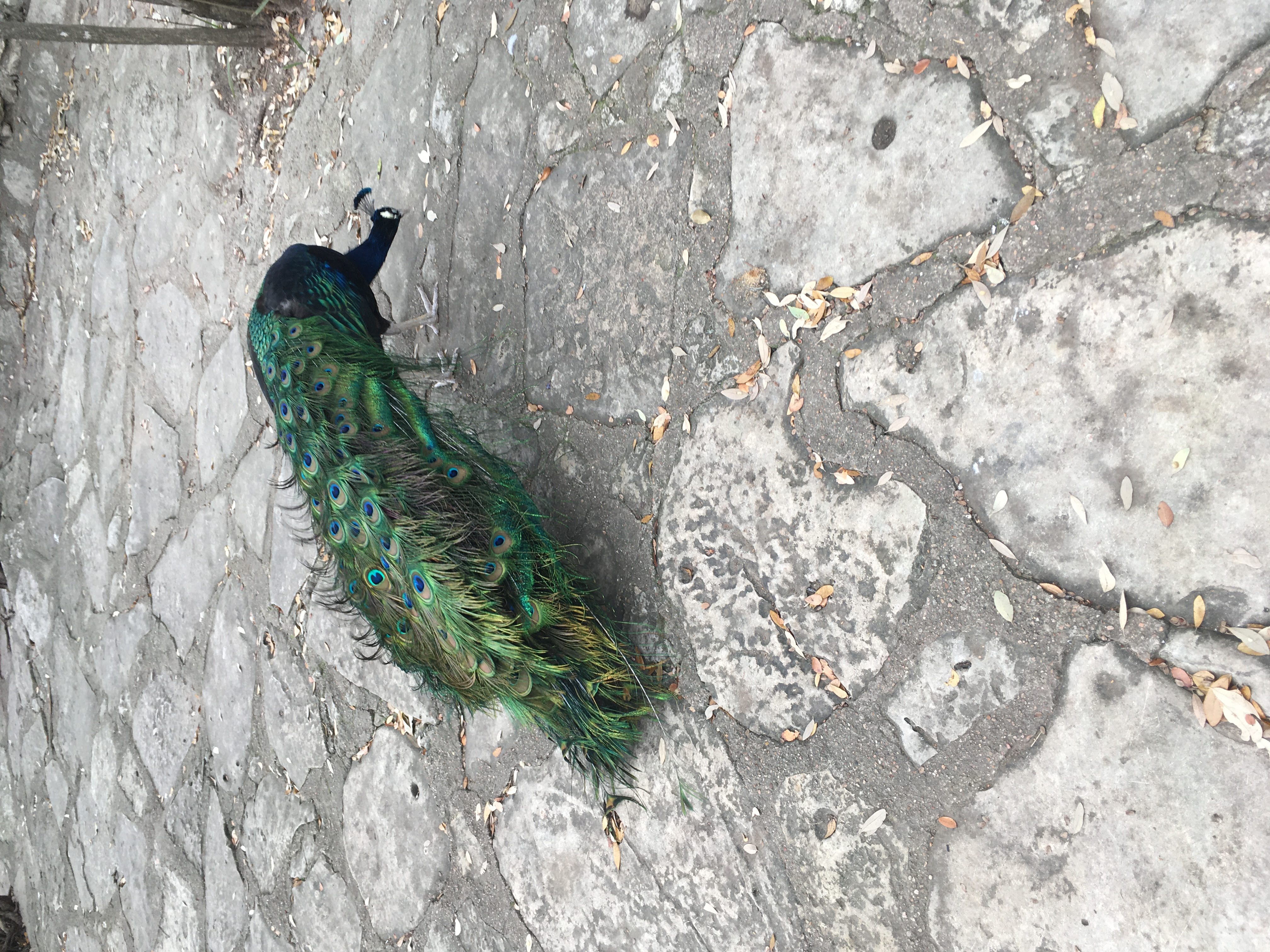 peacock