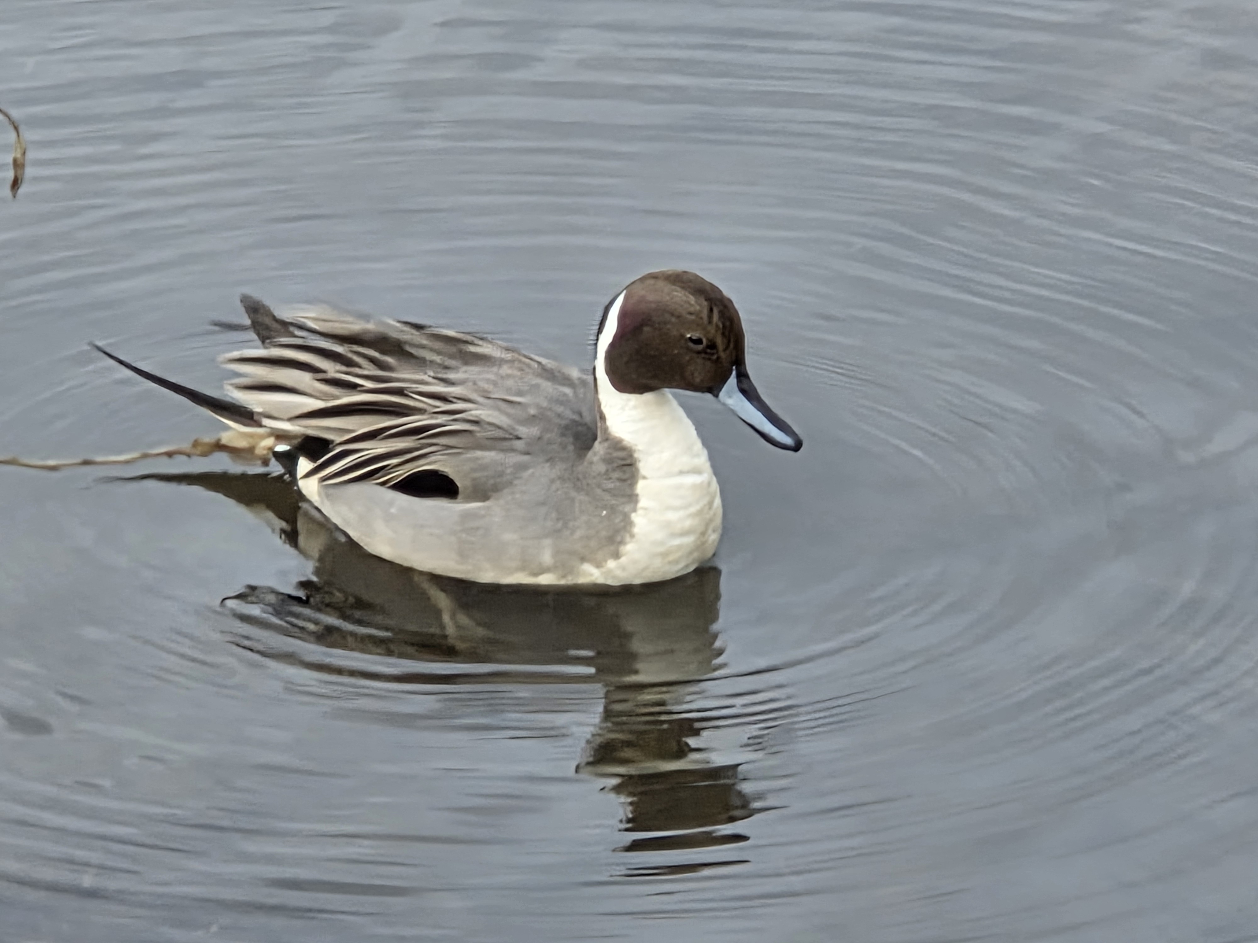 nothern pintail