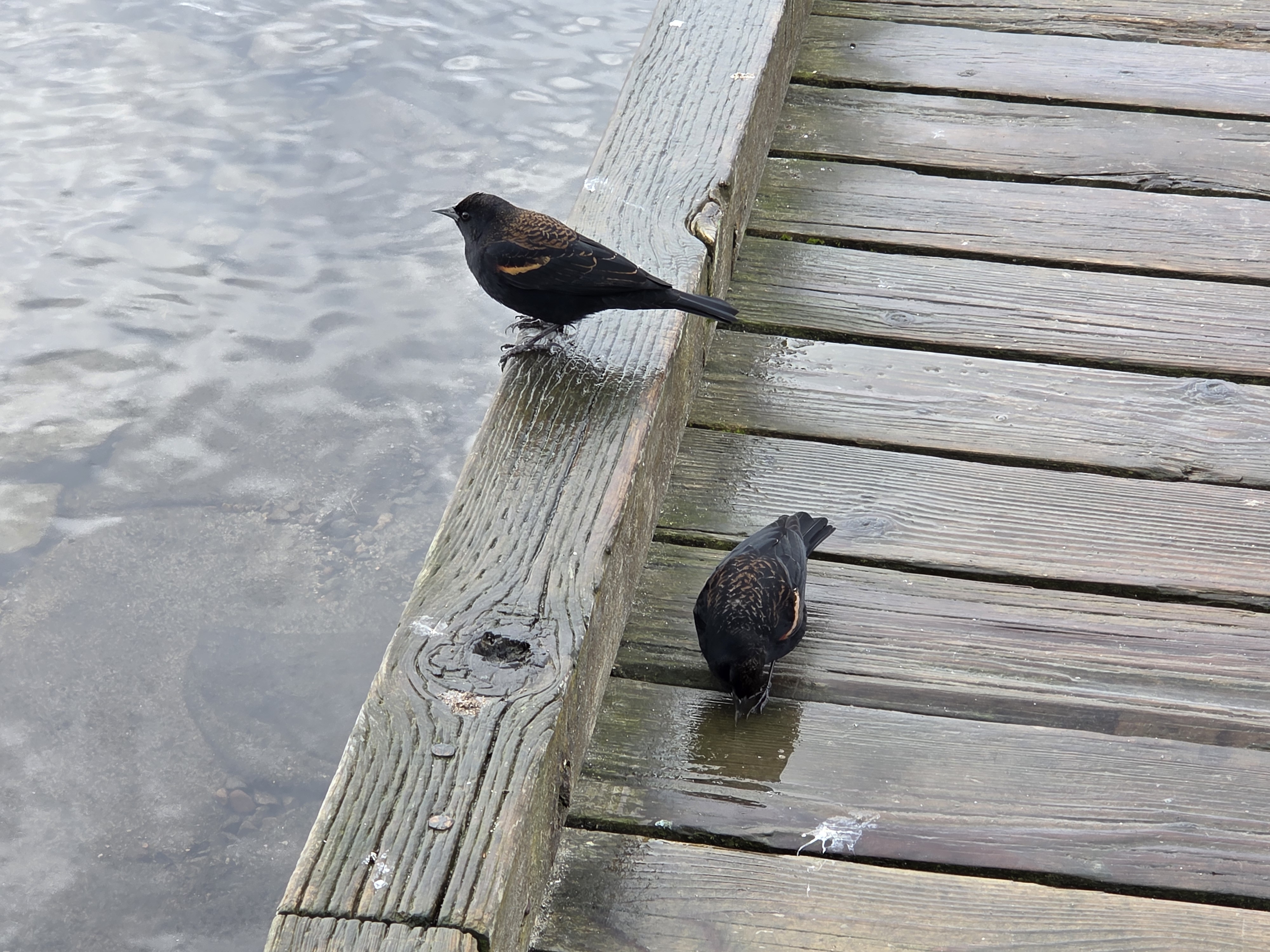 red winged black bird