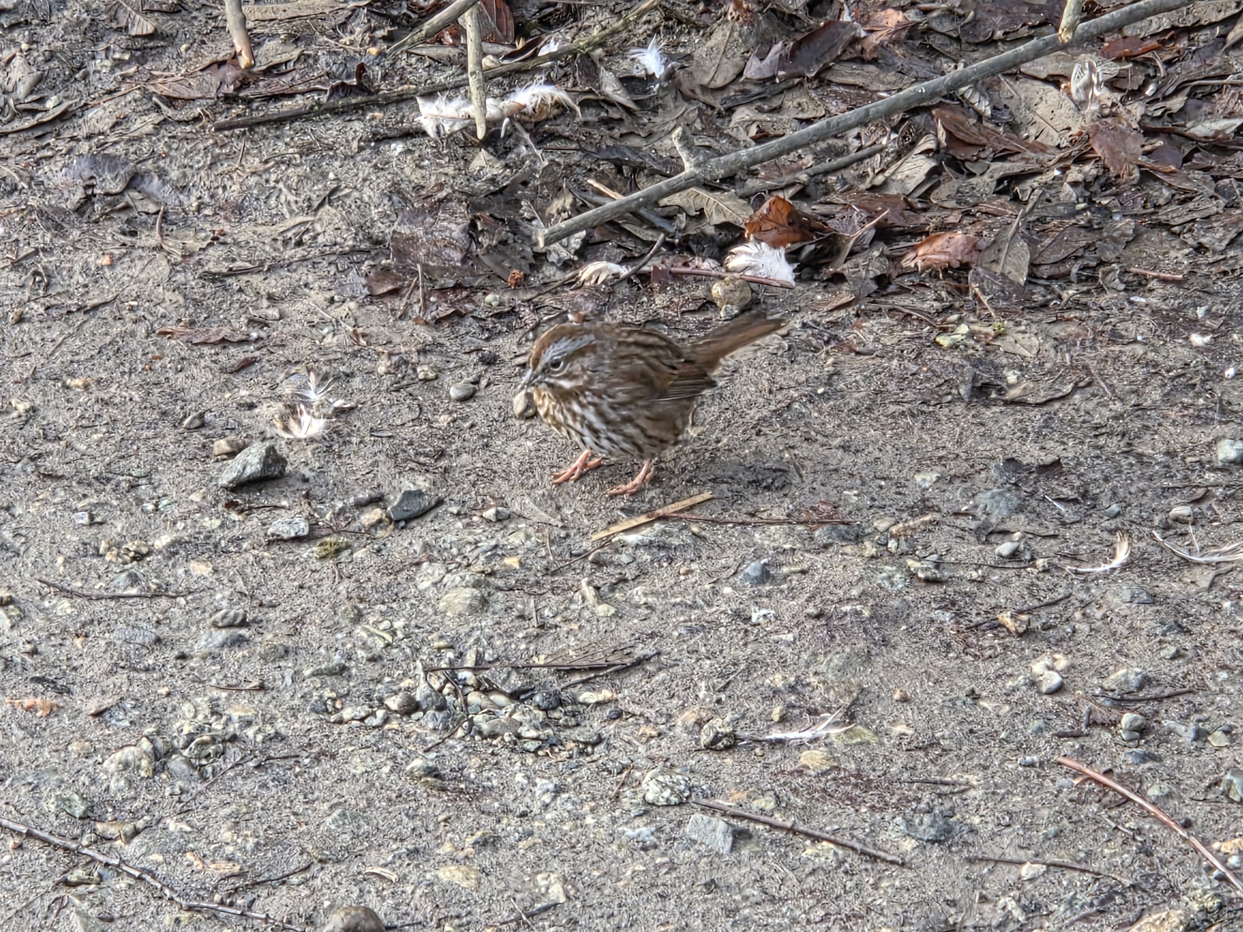 song sparrow